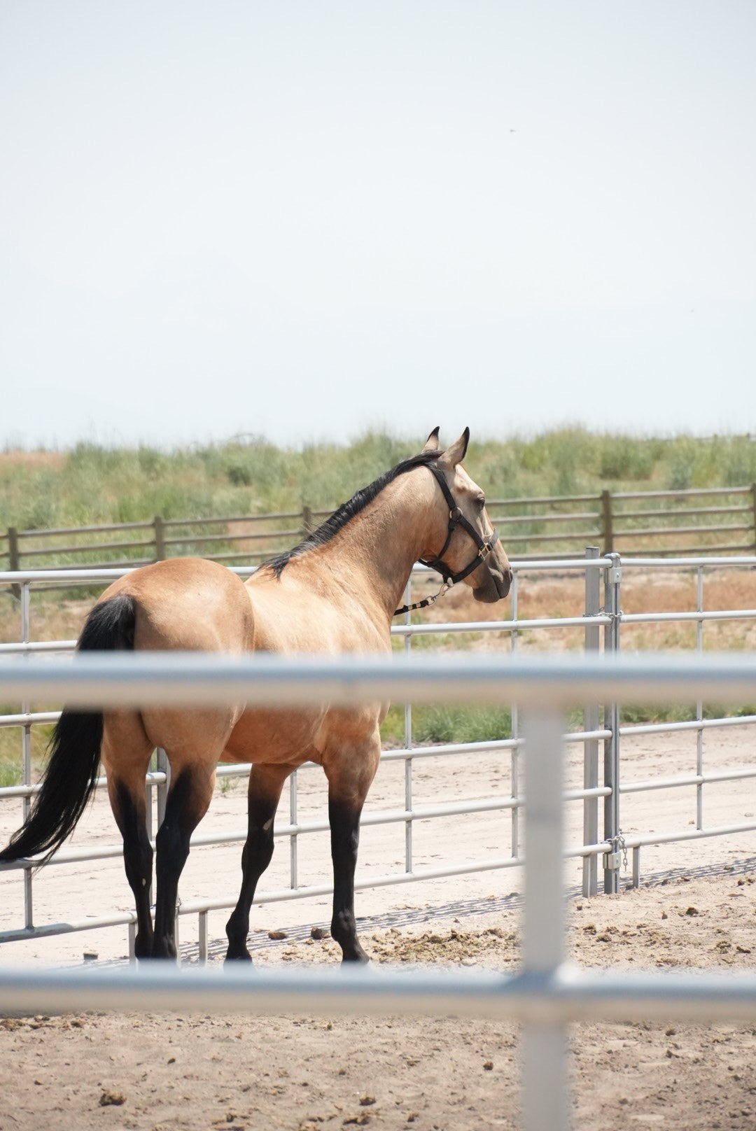How to Choose Horse Panels: Height, Weight, Tubing, and Intended Use