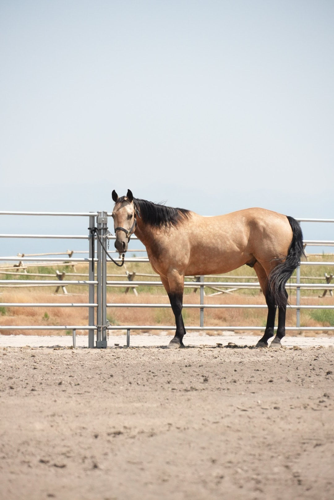 Round pen panels for horses