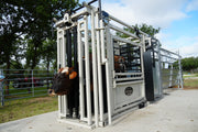 Cow inside a livestock chute with trees and sky in the background