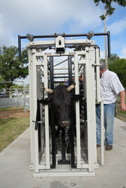 Cow inside a metal chute with a person standing outside, surrounded by trees and vehicles.