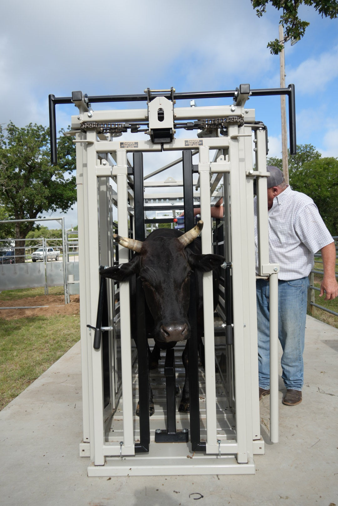 Cow inside a metal chute with a person standing outside, surrounded by trees and vehicles.