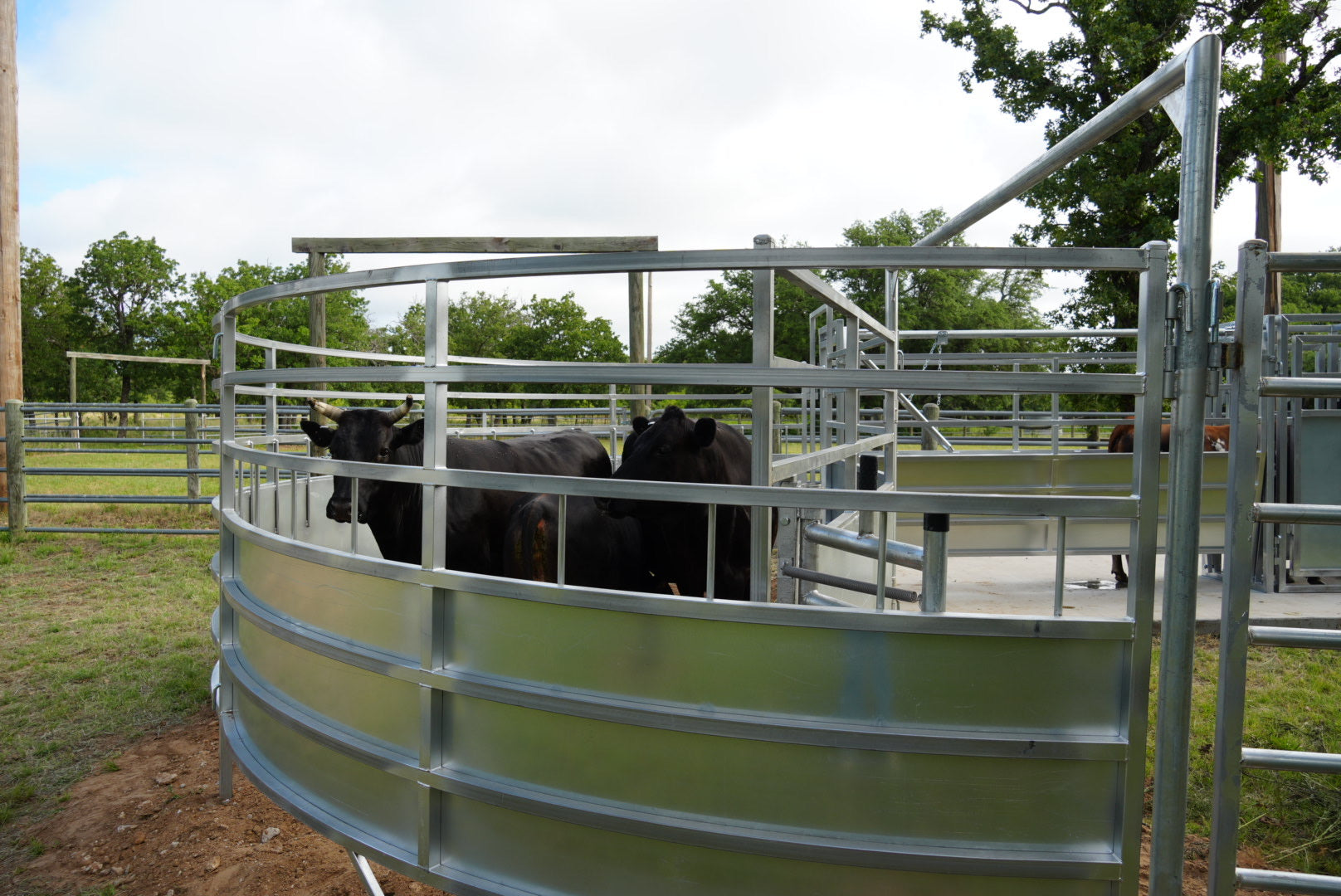 Cattle in a metal pen with trees and open field in the background