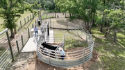 Cattle pen with animals and people in a natural setting