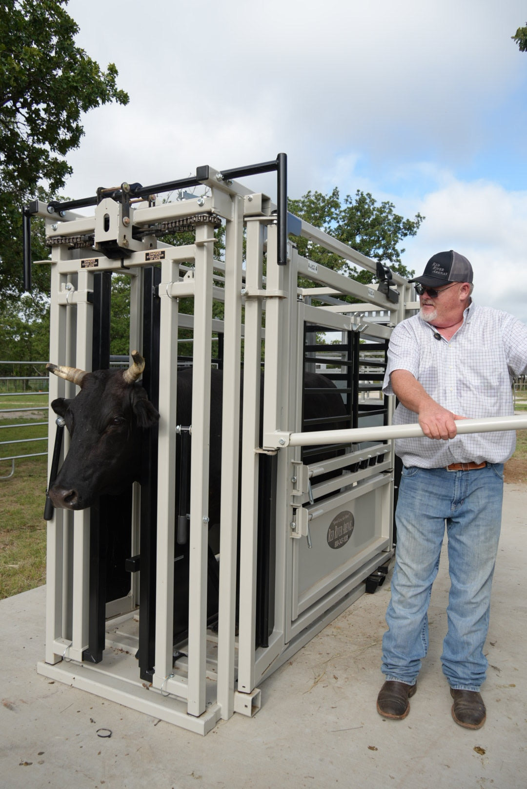 Man operating a livestock chute with a cow inside, outdoors.