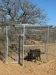 Boar Boss hog trap successfully containing a large feral boar