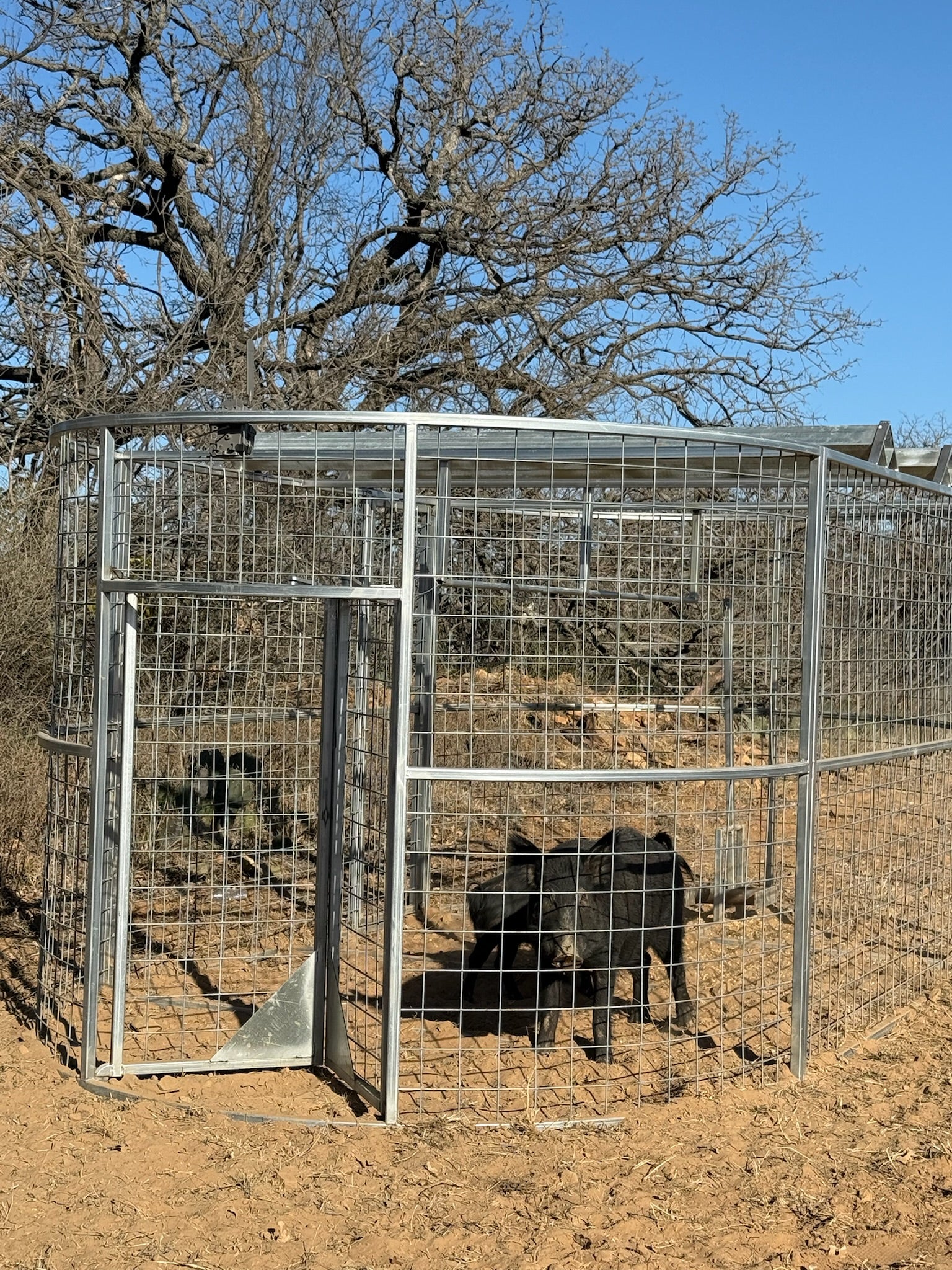 Boar Boss hog trap successfully containing a large feral boar