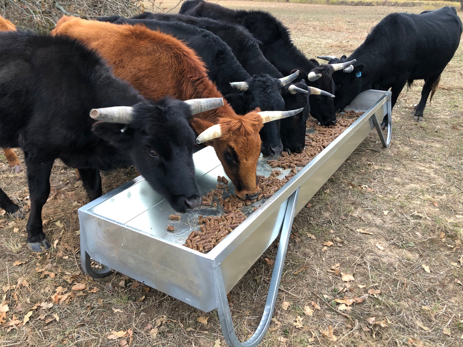 Cattle eating cubes from a Red River Arenas MF10 galvanized feed bunk