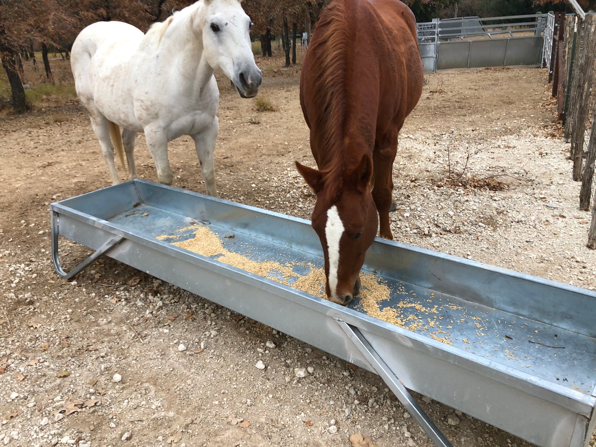 Horses eating oats from a Red River Arenas MF10 galvanized feed bunk