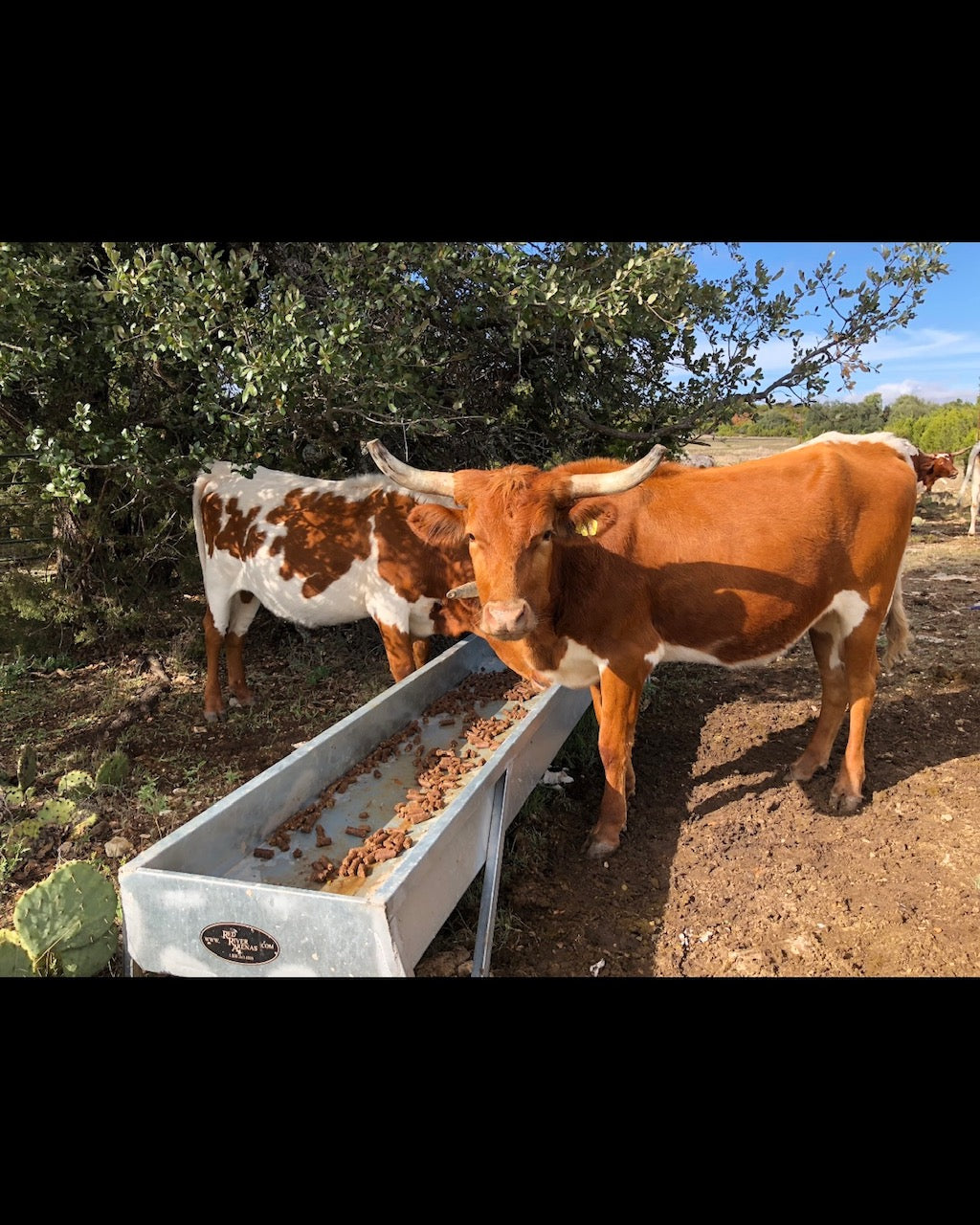 Cattle feeding from a Red River Arenas MF10 galvanized feed bunk