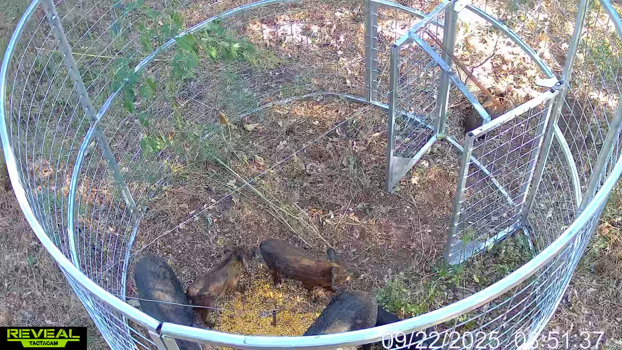 Game camera footage showing feral hogs activating a Texas Swine Saloon XL hog trap