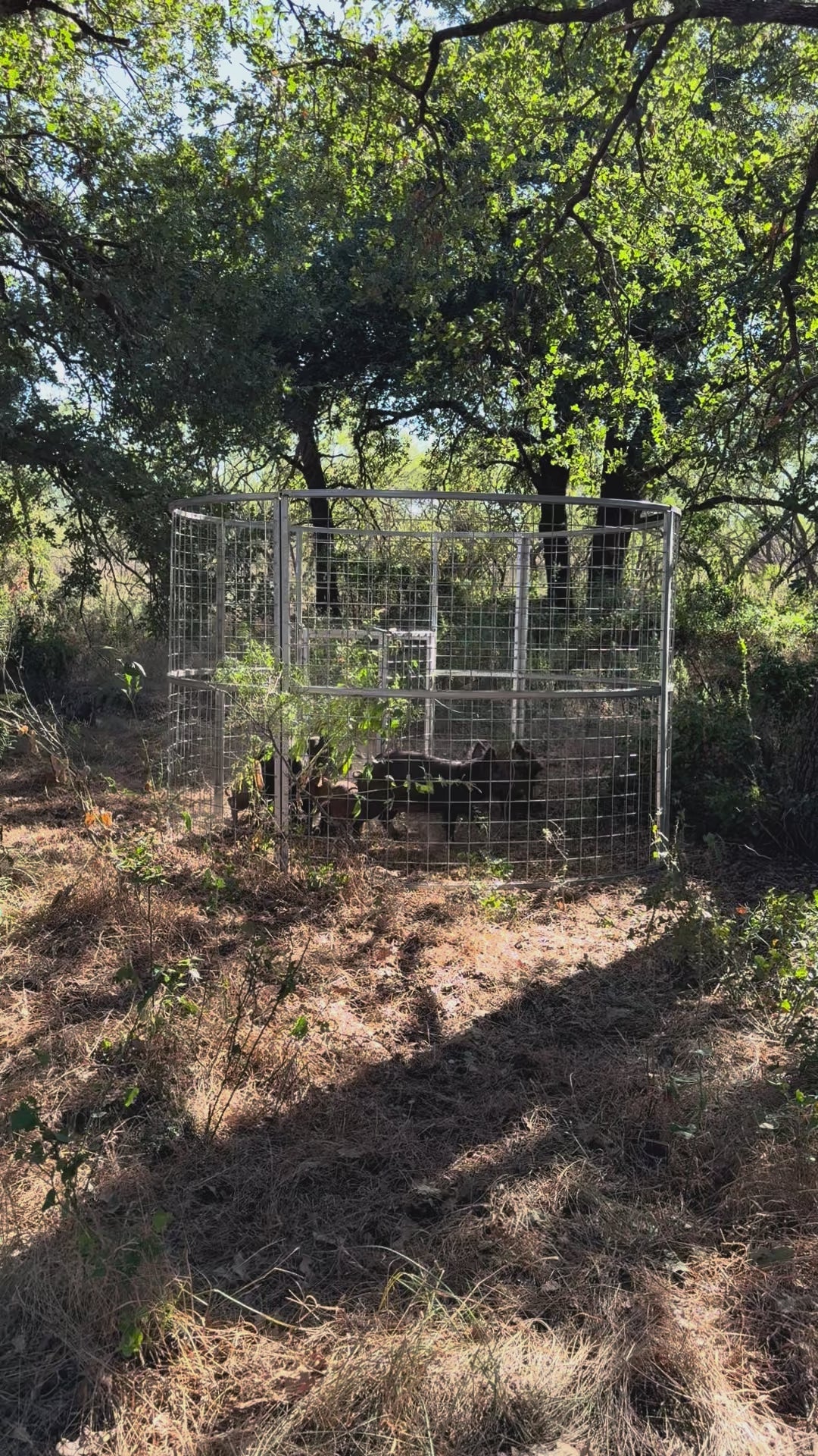 Heavy feral hog activity around a Texas Swine Saloon XL trap 