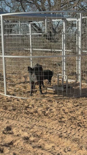 Video showing feral hogs contained inside a Boar Boss hog trap during a successful capture