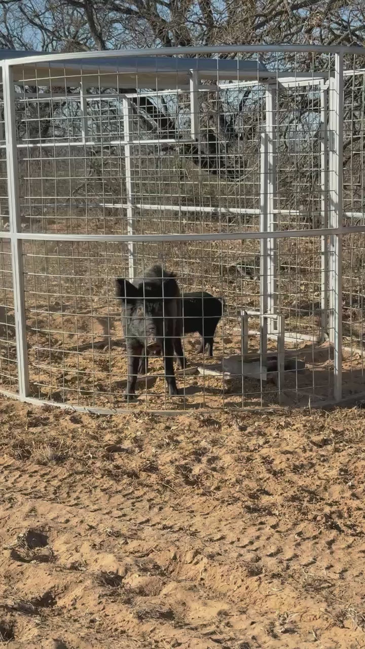 Video showing feral hogs contained inside a Boar Boss hog trap during a successful capture
