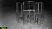 Game camera image of feral hogs contained inside a Texas Swine Saloon XL trap after dark
