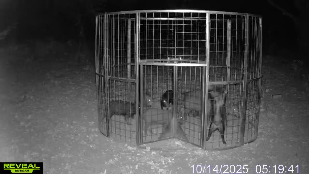 Game camera image of feral hogs contained inside a Texas Swine Saloon XL trap after dark