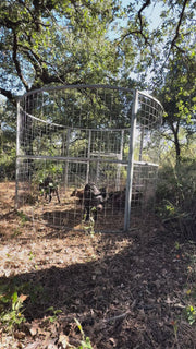 Multiple feral hogs concentrated around a Texas Swine Saloon XL trap