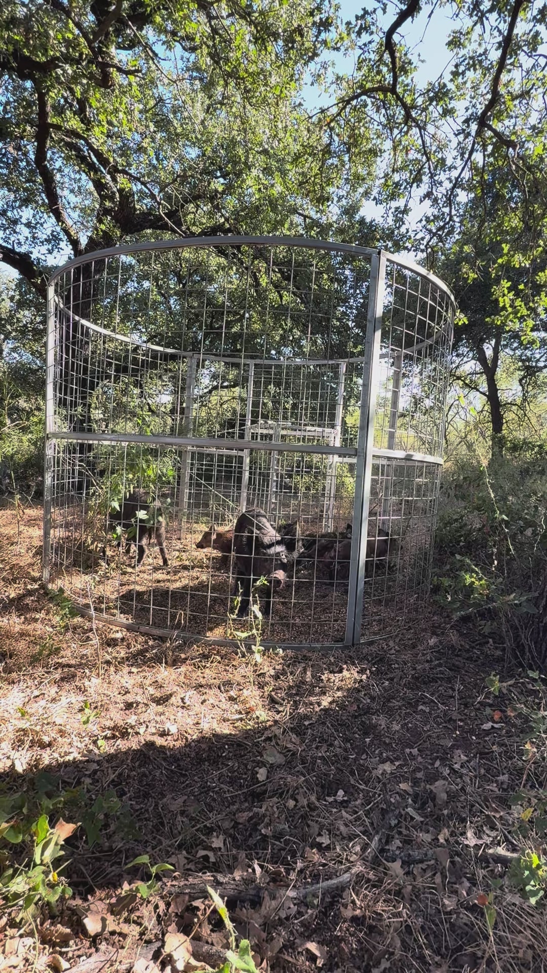 Multiple feral hogs concentrated around a Texas Swine Saloon XL trap