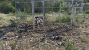 Boar Boss hog trap video featuring multiple feral hog captures and successful trapping results