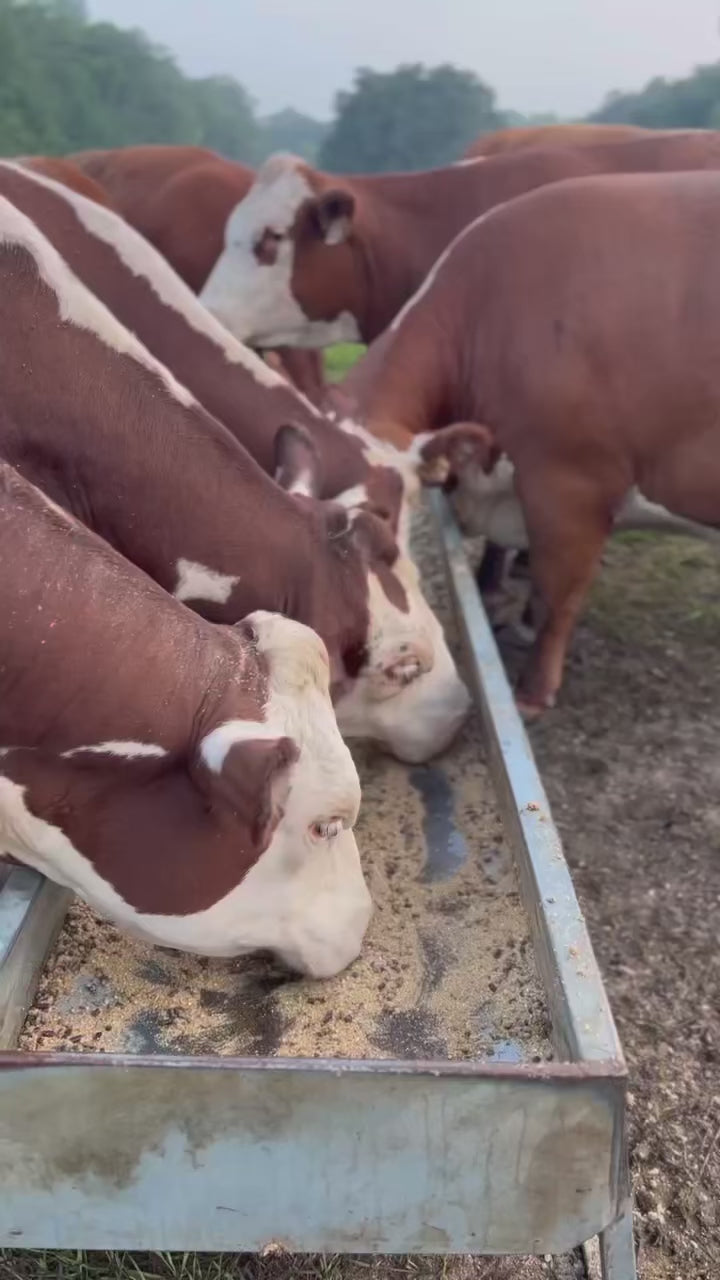 Georgia cattle feeding from a Red River Arenas MF10 galvanized feed bunk