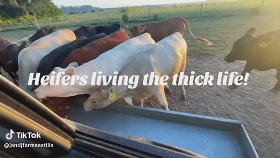 Customer feeding cattle from a Red River Arenas MF10 galvanized feed bunk