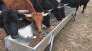 Cattle feeding from a Red River Arenas MF10 galvanized feed bunk showing bunk width and depth