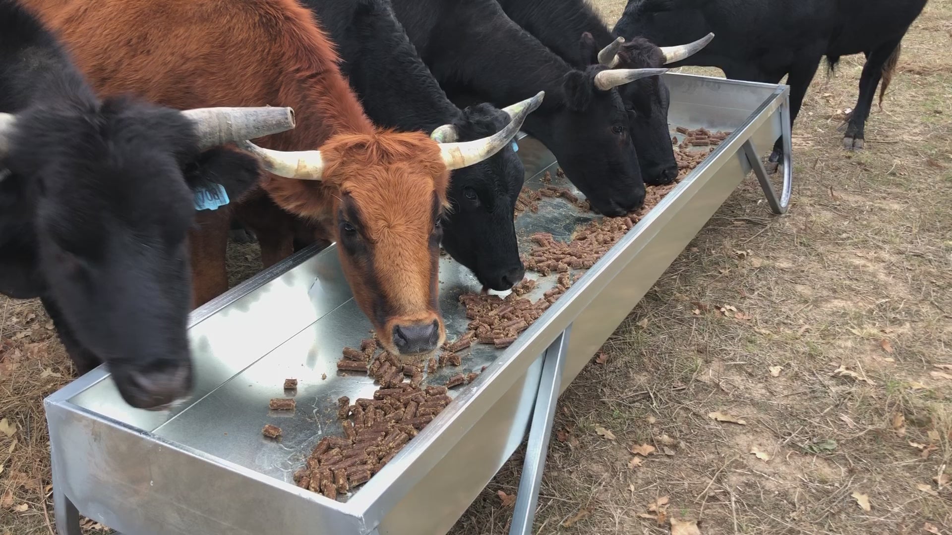 Cattle feeding from a Red River Arenas MF10 galvanized feed bunk showing bunk width and depth