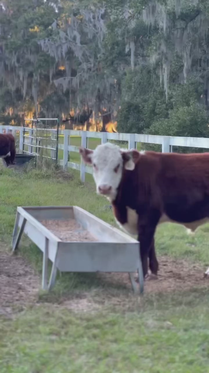 Customer using a Red River Arenas MF10 galvanized feed bunk with Hereford cattle in North Carolina