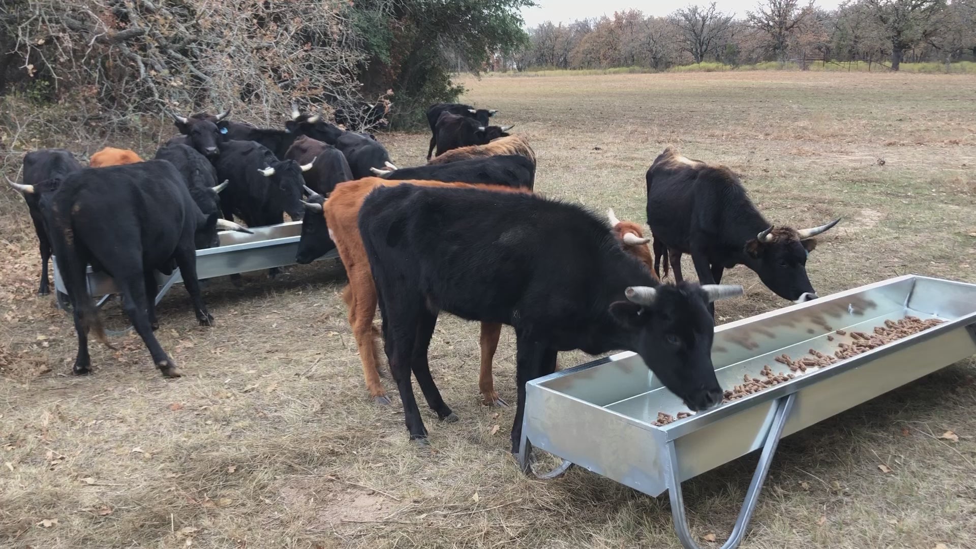 Corriente cattle eating cubes from Red River Arenas MF10 galvanized feed bunks