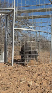 Boar Boss hog trap video featuring multiple feral hog captures and successful trapping results