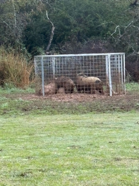 Texas Swine Saloon hog trap containing multiple captured feral hogs on a customer property