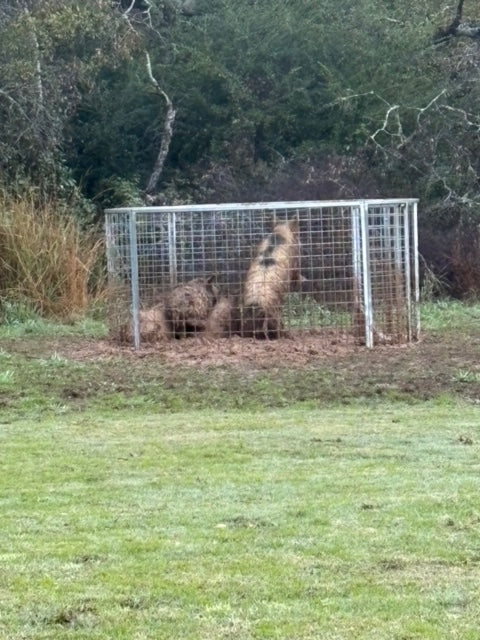 Texas Swine Saloon hog trap containing a large feral boar on a customer property