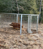 Large red feral hog captured in Texas and securely contained inside a Texas Swine Saloon hog trap