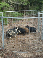 Texas Swine Saloon hog trap containing multiple captured feral hogs on a Texas property