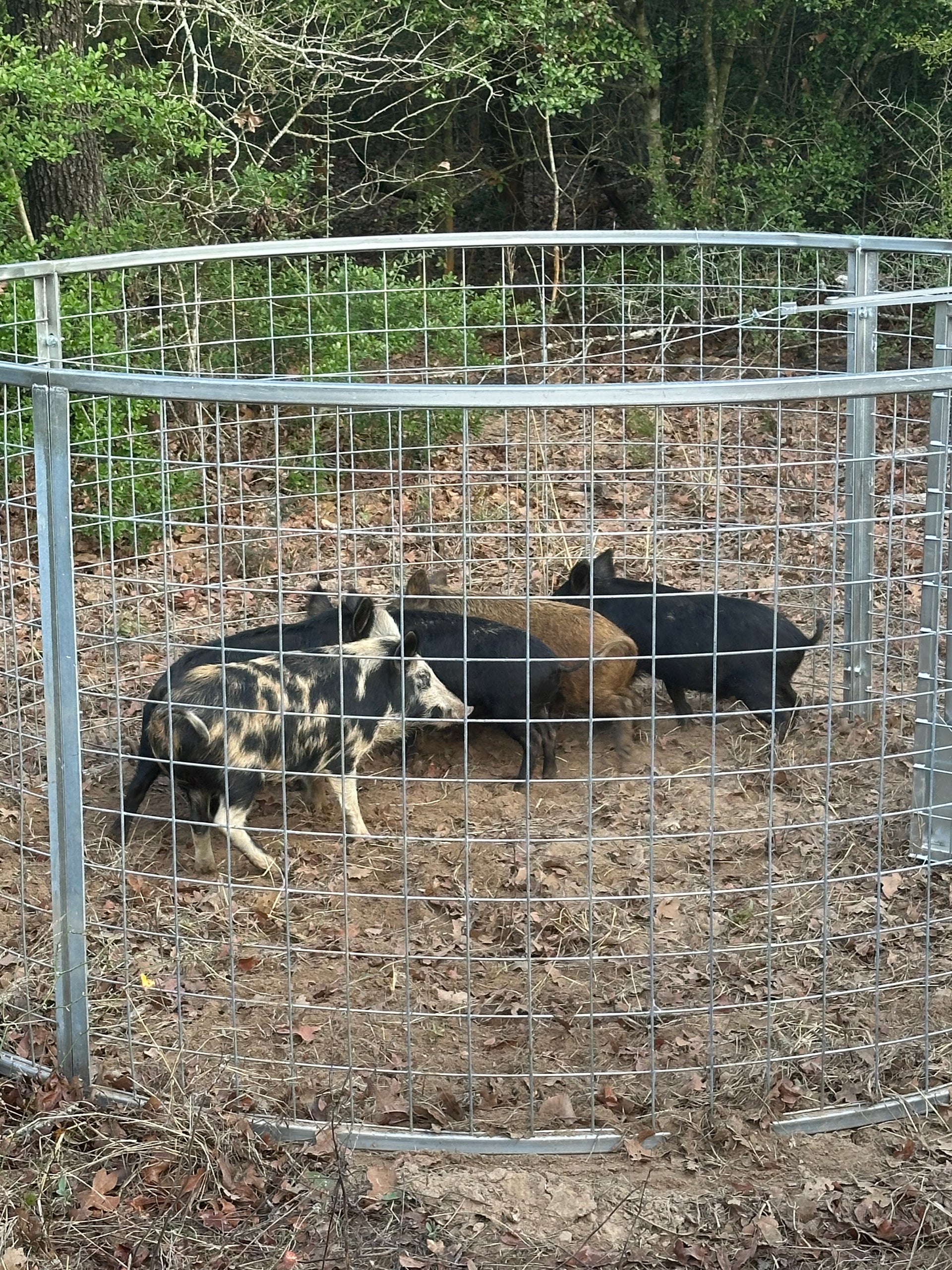 Texas Swine Saloon hog trap containing multiple captured feral hogs on a Texas property