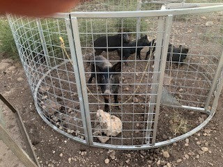 Texas Swine Saloon hog trap containing multiple captured feral hogs in rocky country