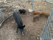 Texas Swine Saloon hog trap with multiple captured feral hogs on a customer property