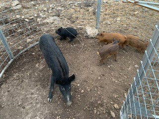 Texas Swine Saloon hog trap with multiple captured feral hogs on a customer property