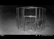 Feral hogs contained inside a Texas Swine Saloon XL hog trap at night demonstrating the added security of 6-foot-tall sides