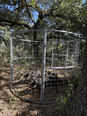 Multiple feral hogs contained inside a Texas Swine Saloon XL hog trap with 6-foot-tall sides