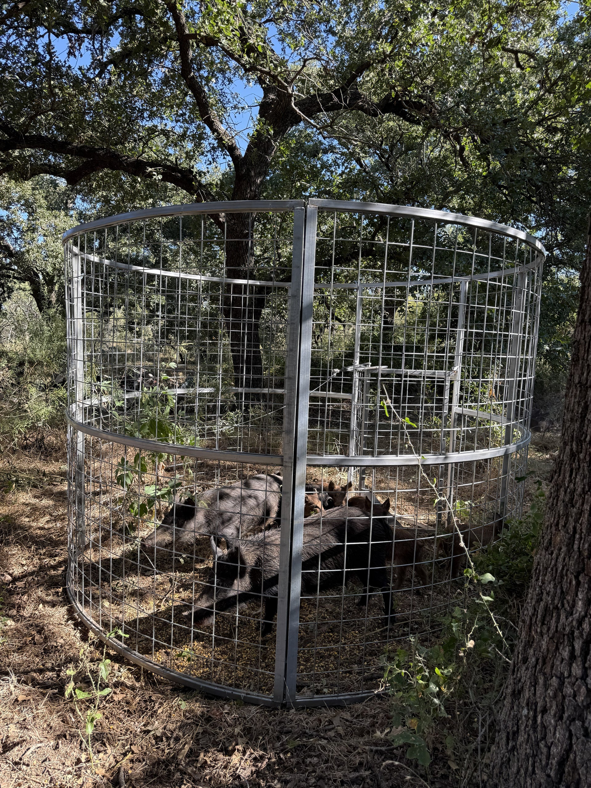 Multiple feral hogs contained inside a Texas Swine Saloon XL hog trap with 6-foot-tall sides