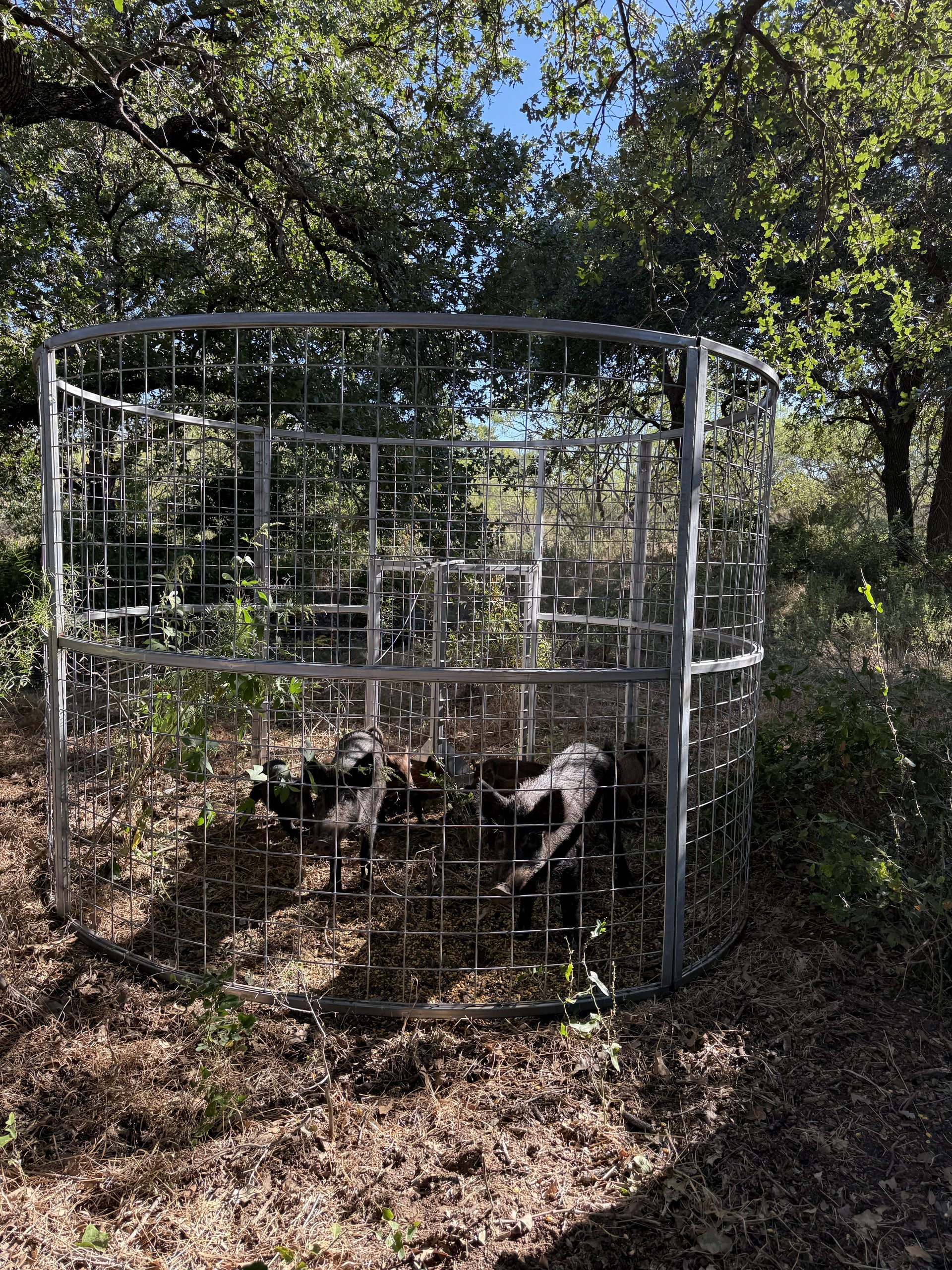 Texas Swine Saloon XL hog trap successfully containing multiple feral hogs with 6-foot-tall sides for added containment security