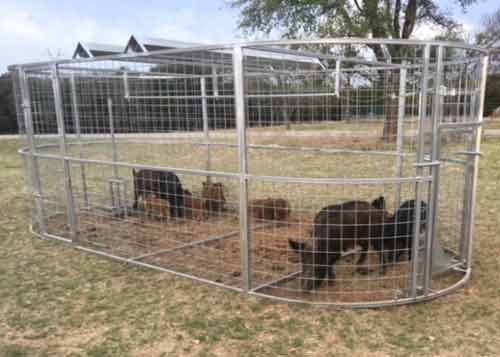 Multiple feral hogs contained inside a Boar Boss hog trap designed for maximum trapping capacity