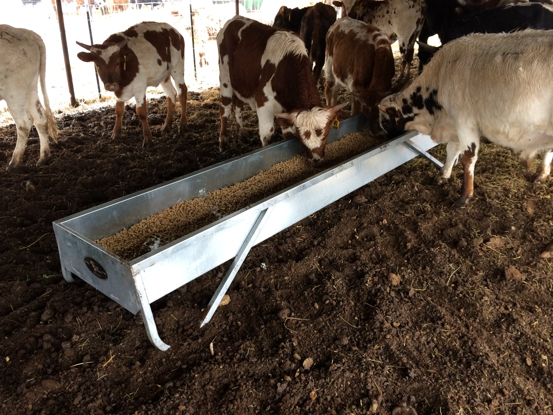 Red River Arenas MF10 in a feedlot situation with cattle eating bulk feed