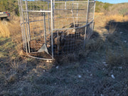 Boar Boss trap providing ample space to drive entire sounders of feral hogs into the trap