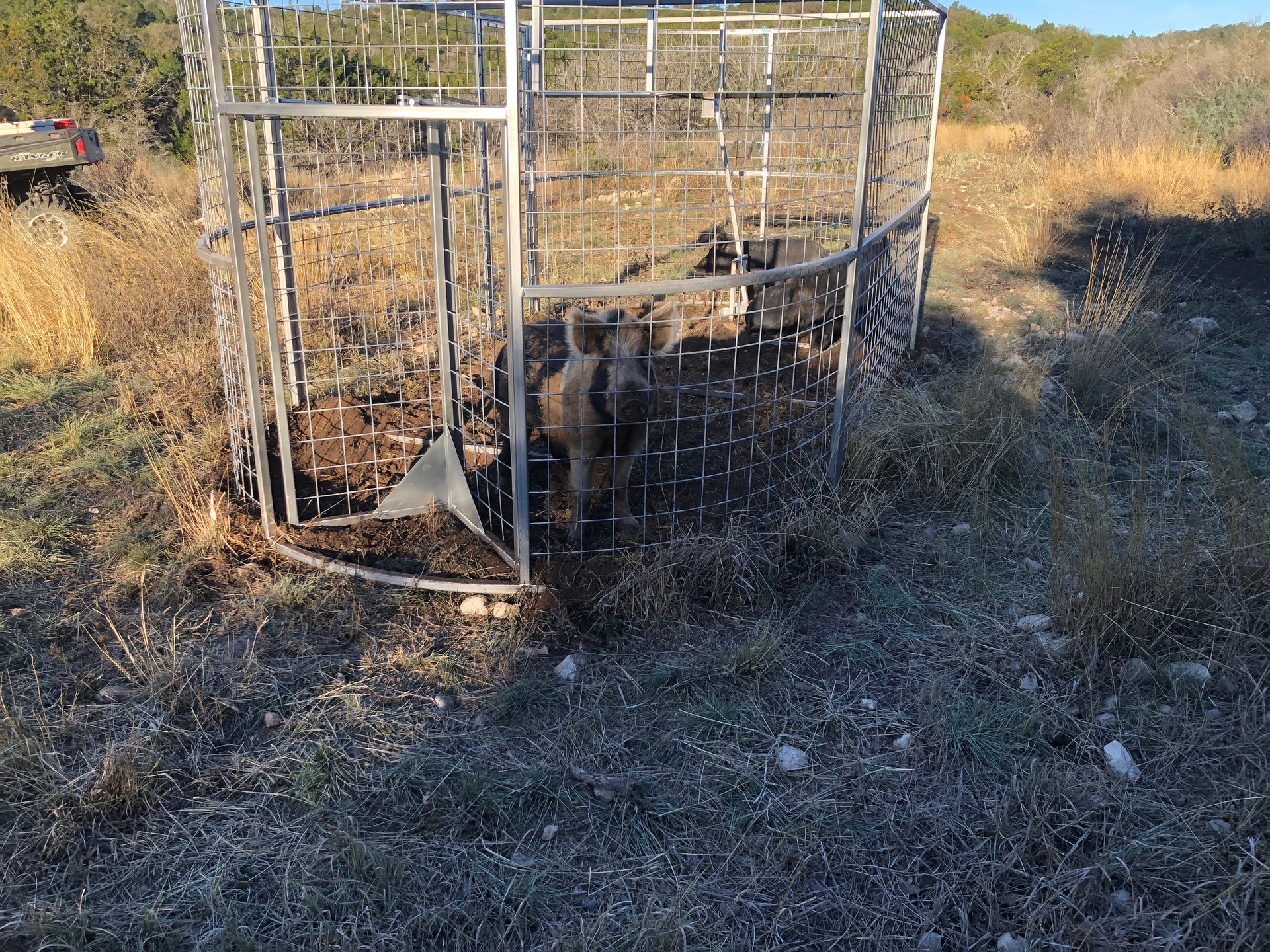 Boar Boss trap providing ample space to drive entire sounders of feral hogs into the trap