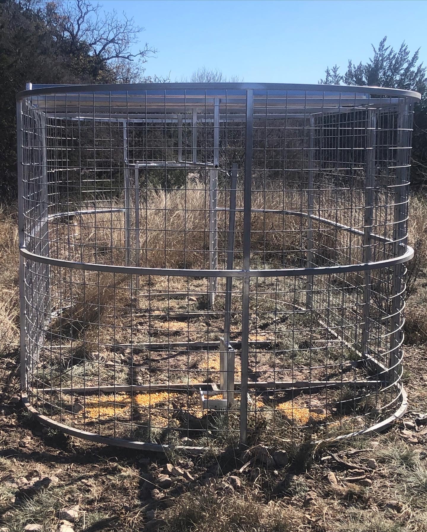 Boar Boss hog trap featuring a large trapping area for driving entire sounders of feral hogs