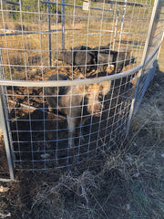 Large-capacity Boar Boss hog trap used to drive and capture multiple feral hogs at one time
