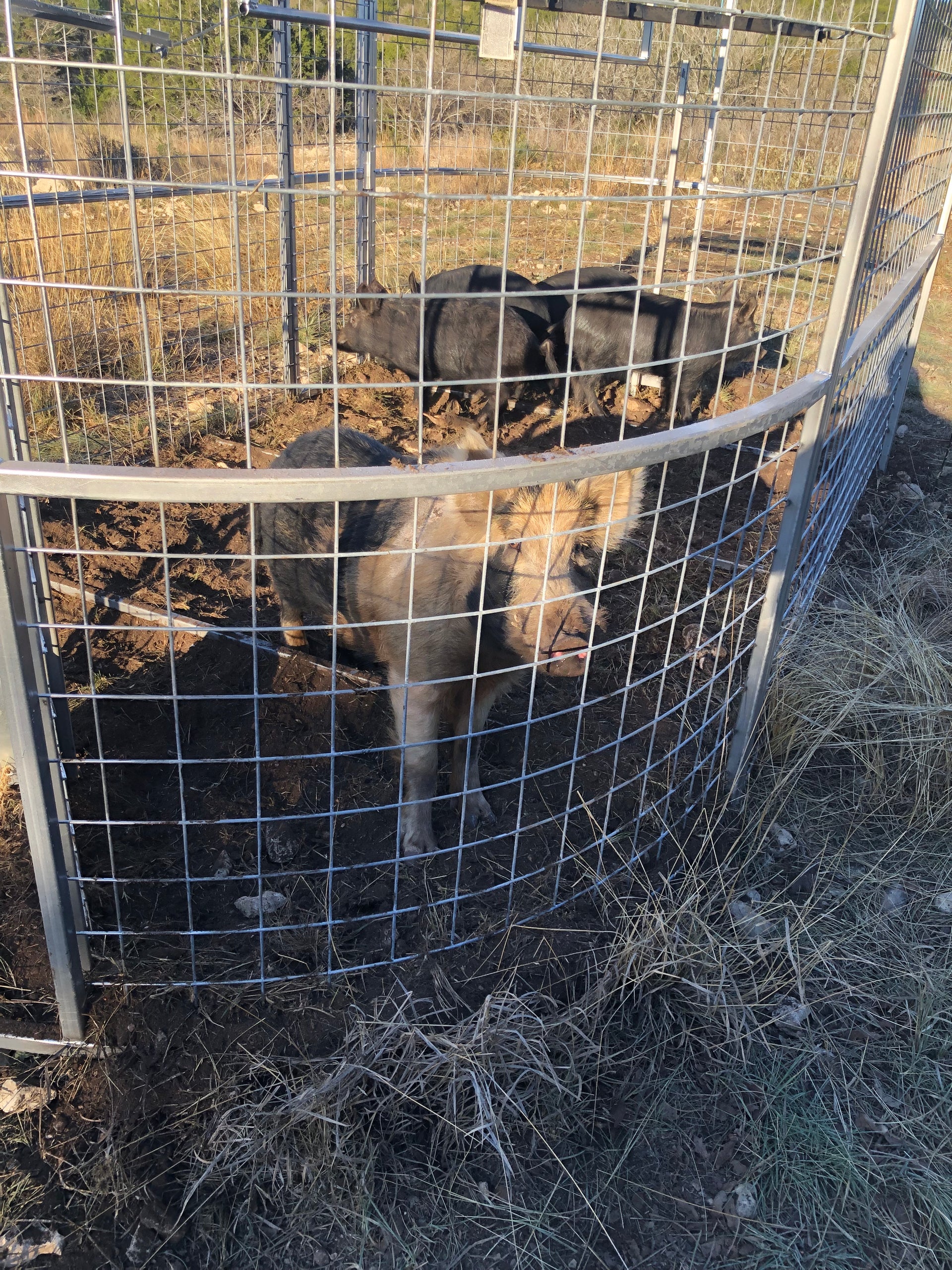Large-capacity Boar Boss hog trap used to drive and capture multiple feral hogs at one time