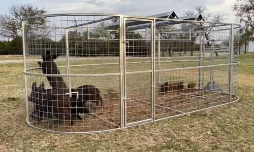Multiple hogs captured inside a Boar Boss trap built for maximum trapping capacity