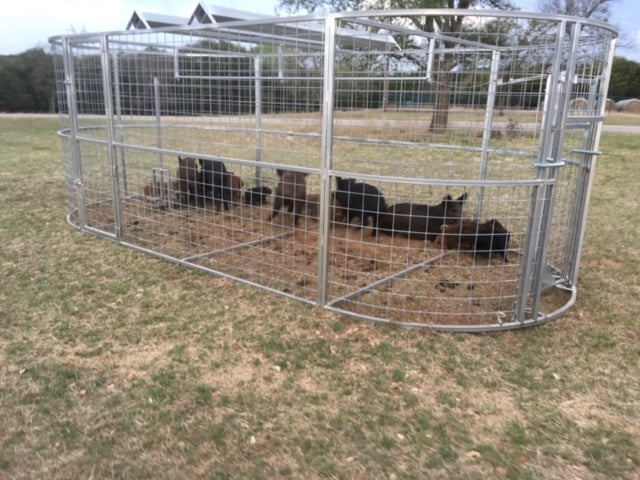 Boar Boss hog trap built to drive larger groups of feral hogs into a single trapping location